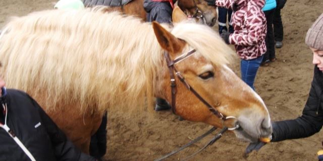 29.03.2021 Весенняя иппотерапия